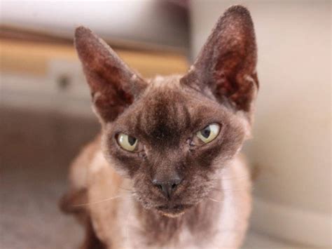 5 Of The Weirdest And Ugliest Cat Breeds From Around The World