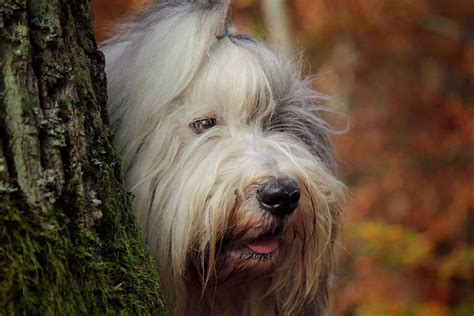 Bobtails Im Rasseportrait Berufungtier De Tierblog