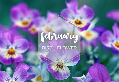 February Birth Flower: Violet - FTD.com | February birth flowers, Birth ...