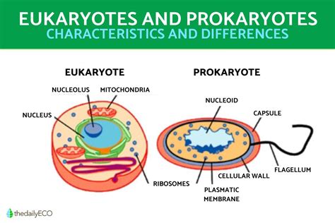 The Difference Between Eukaryotic And Prokaryotic Cells Explanation