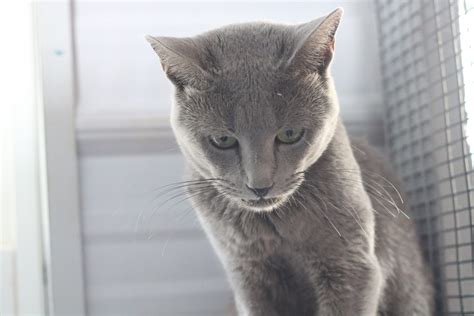 Home | Blurose Cattery