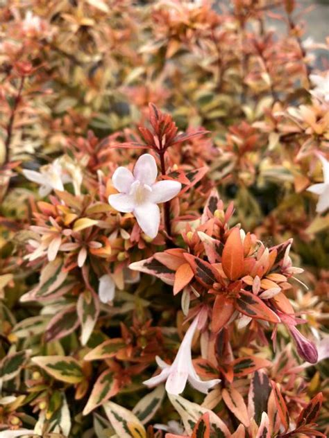 Abelia Suntastic® Peach Planthaven International