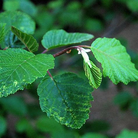 Speckled Alder Natural Edge