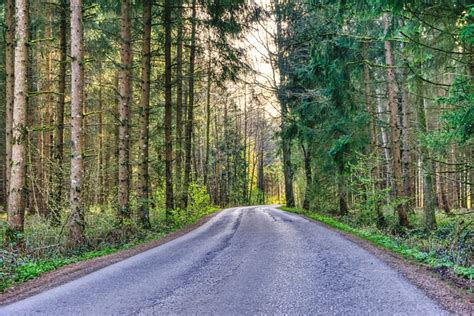 La Carretera Bosque Árboles Foto gratis en Pixabay Pixabay