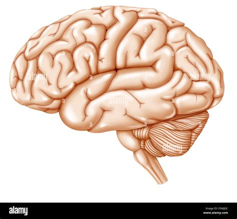 Anatomy Human Brain Side View Stock Photos & Anatomy Human Brain Side ...