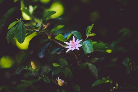 Wallpaper Sunlight Leaves Nature Branch Green Yellow Blossom