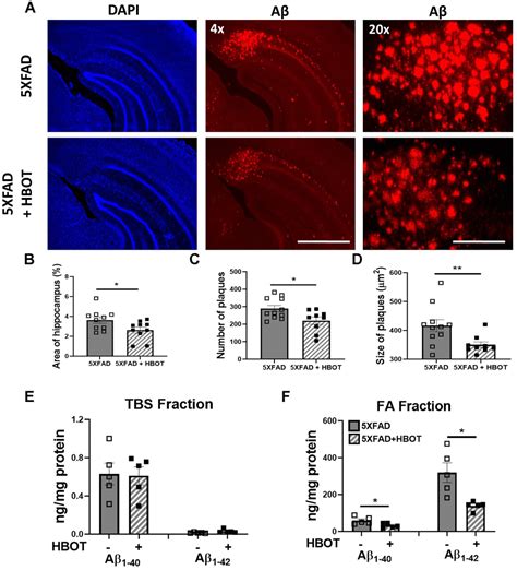 Hyperbaric Oxygen Therapy Alleviates Vascular Dysfunction And Amyloid