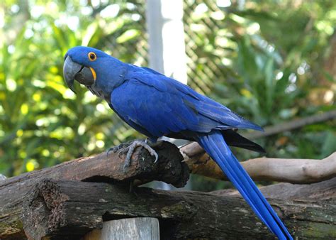 Arara Azul Pequena Anodorhynchus Glaucus Arara Azul Arara Azul