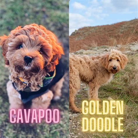 Whats The Difference Between A Cavapoo And A Cavoodle