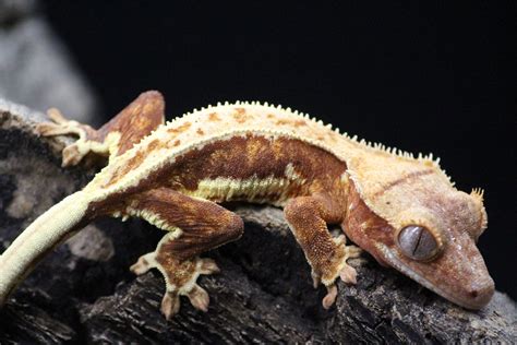 Possible Red Base Pinstripe Lily White Crested Gecko By Exotic Heights Morphmarket