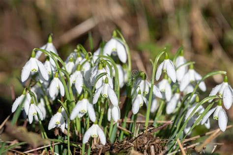 Common Snowdrops Galanthus Nivalis Stock Photo Image Of Growth Flora