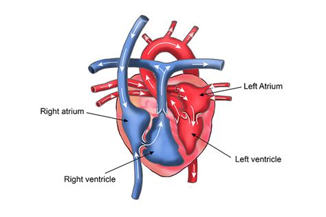 Memory Aid Of The Heart Chambers EroFound