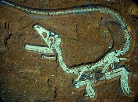 The Most Well Preserved Dinosaur Skeleton Ever Found In Europe