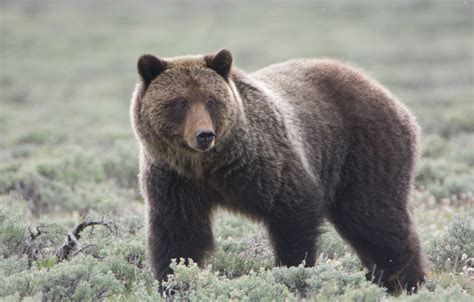 Scientists, activists say it’s too soon to hunt grizzly bears - Earth.com