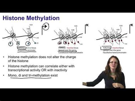 2. Histone acetylation and histone methylation - YouTube