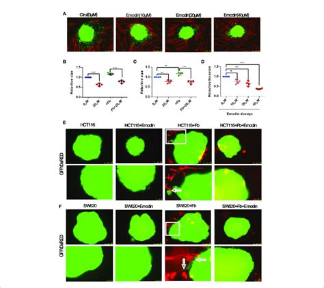 Emodin Inhibits Colon Cancer Cell Growth And Fibroblasts Induced