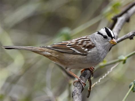 White Crowned Sparrow Celebrate Urban Birds