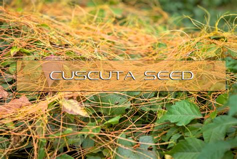 Benefits of Cuscuta Seed | Interstellar Blends | Activate Your Super ...