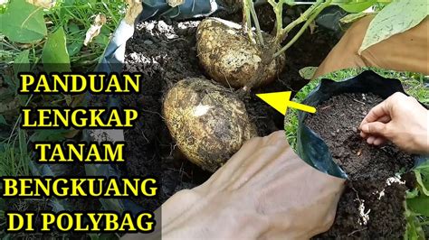 Cara Budidaya Bengkuang Di Dalam Pot Polybag Lengkap Sampai Panen