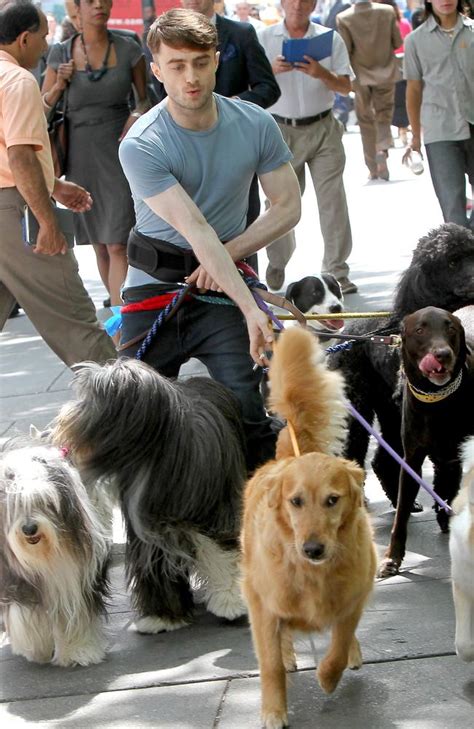 Daniel Radcliffe Spotted Smoking And Walking Twelve Dogs In Nyc News