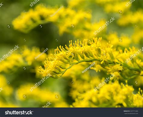 Goldenrod Flower Background Stock Photo 337771469 : Shutterstock