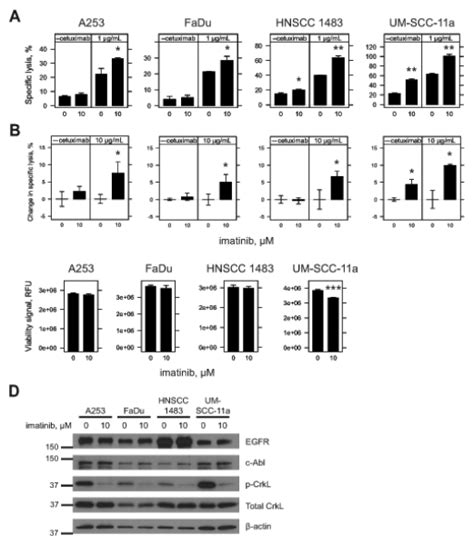 Inhibition Of C Abl Kinase Activity By Imatinib And Sensitivity Of