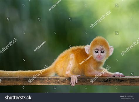 Cute Yellow Monkey Orange Monkey Baby Stock Photo 676704325 Shutterstock