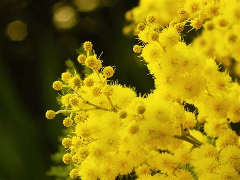 Mimosa Curiosit Sul Simbolo Della Festa Della Donna