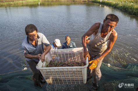 滨州万亩淡水虾池丰收 特色产业带动农民致富热点新闻图片频道齐鲁网