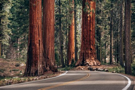 Do Redwood Trees Have A Place In The Future Of Was Forests Theyre