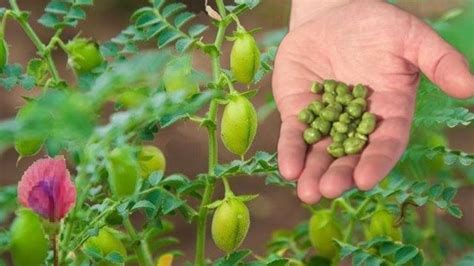 types of chickpea :- What are the different types of chickpea?