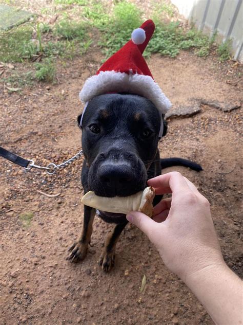 Volunteers Bring Christmas Cheer To Animals In Need The Courier Mail