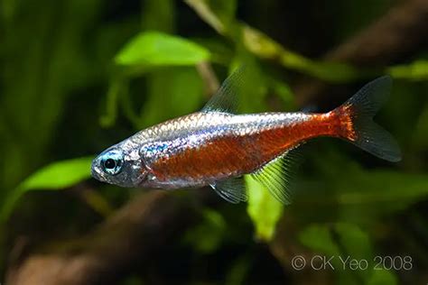 Paracheirodon axelrodi – Cardinal Tetra (Cheirodon axelrodi ...