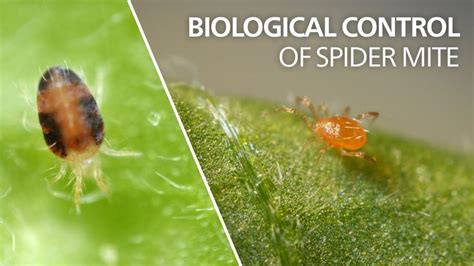 Predatory Mite Controls Spider Mite Phytoseiulus Persimilis Spider