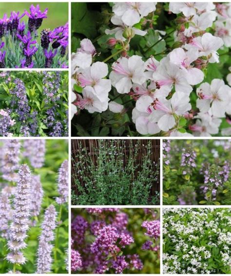 Borderpakketten Archieven Vaste Tuinplanten