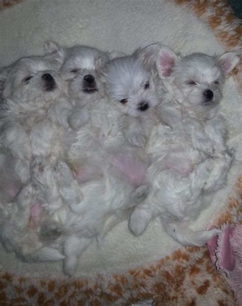 Maltese Puppy | China Doll Maltese | Glendale, AZ