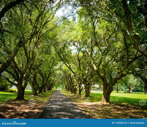 Louisiana Landscape Rows Of Trees Stock Image Image Of Trees