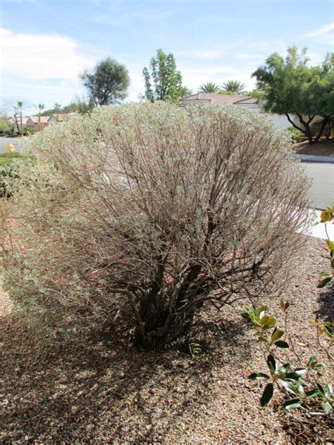 Xtremehorticulture of the Desert: Texas Ranger (Sage) Getting Woody