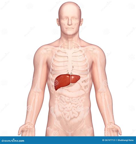 Human Liver Diagram Human Body