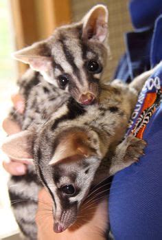 120 Civets ideas | mammals, animals, african civet