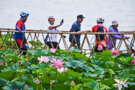 2018鸣翠湖第二届荷花文化旅游节开幕 宁夏新闻网