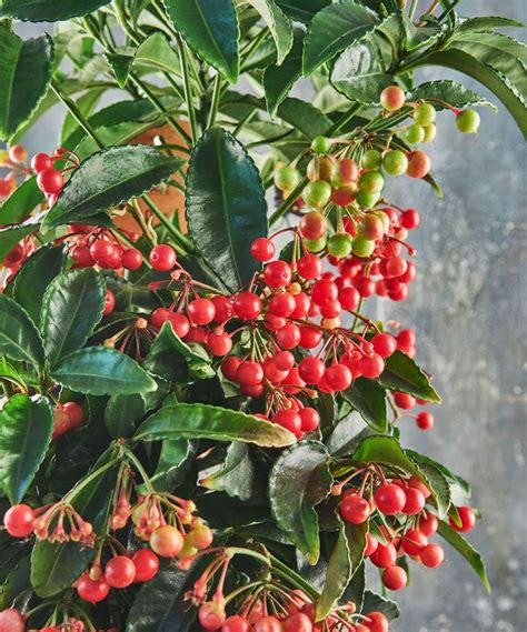 Indoor Holly Plant Care — Everything You Need to Know | Livingetc