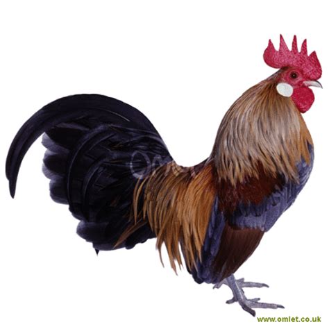 Dutch Bantam Chickens Dutch Bantam For Sale Chicken Breeds