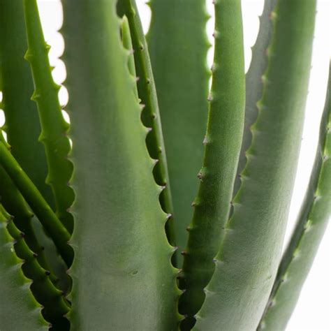 Home Collections 55cm Artificial Aloe Indoor Plant Plants Faux Fake Aloe Vera Windowsill