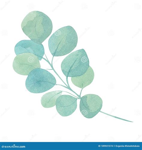 Watercolor Illustration Of Green Eucalyptus Branch With Foliage Hand