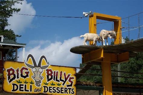 Gotr Picture Of Goats On The Roof Helen Helen Tripadvisor