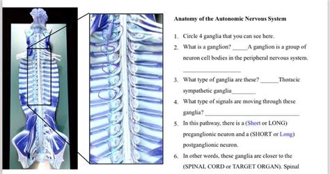 SOLVED: Anatomy of the Autonomic Nervous System 1. Circle 4 ganglia ...