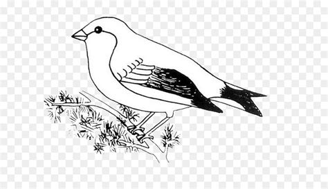 Oiseau Dessin Le Pygargue T Te Blanche Png Oiseau Dessin Le