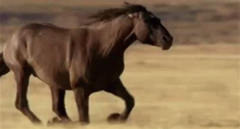 Horse Running GIF - Horse Running Fast - Discover & Share GIFs