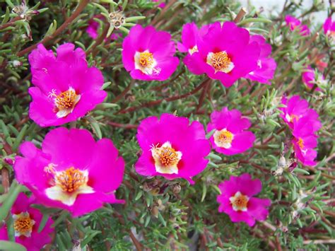 Портулак цветы многолетники - 76 фото